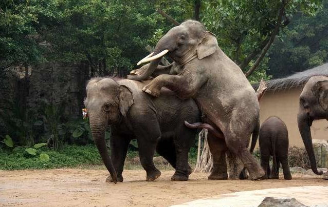 揭秘野生动物性行为:大象生殖器像第五条腿(