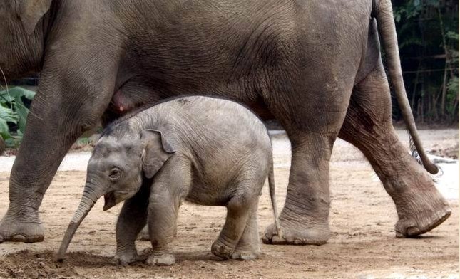 揭秘野生动物性行为:大象生殖器像"