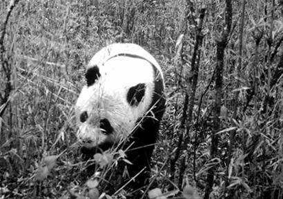 这是该保护区十余年来首次拍摄到大熊猫在野外生活状态下的影像资料.