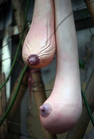 越南乳瓜真假揭秘神似女性乳房