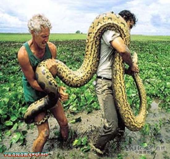 世界上最大的蛇，桂花