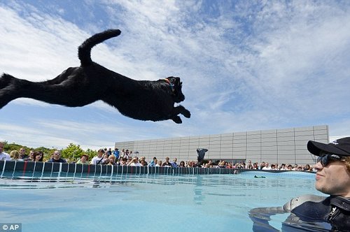 宠物狗参加跳水比赛:表演正宗狗刨式游泳(图)(