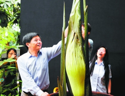 6月13日，北京植物园的工作人员在大温室为即将开放的巨魔芋去除包裹在佛焰苞外的苞片。北京植物园这棵巨魔芋是世界上最高的“三胞胎”巨魔芋花，“老大”已长到2.05米，最小的“老三”也超过了1.8米。