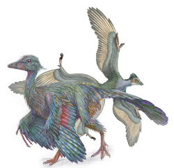 鸟或是鸟类祖先(图)(1)