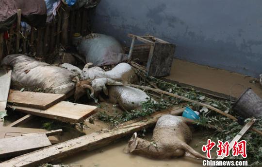 图为新疆乌什县强降水引发山洪，居民的羊圈被冲塌，羊被淹死。 容新海 摄