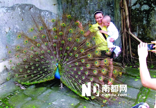 两年前,朋友送了我一只鸭子状的橡胶储钱罐。当时我正准备去旅行,爱拍照的我想给沿途的风景增添一些亮点,于是这只小黄鸭马上成为了我的首选旅伴。 一路上游山玩水,小黄鸭都能保持着嘴角微扬的呆萌状,哪怕是失足的时候。四川九寨沟最出名的就是颜色各异的彩池海子和瀑布。当我帮它在瀑布里摆好Pose,正准备按快门,小黄鸭差点顺水飘走,幸好我手快把它捞起来。没想到呆头呆脑的小黄鸭还懂得眷恋九寨沟的水。最近我带小黄鸭去香港走亲戚,周围的游客看见小鸭和大鸭合影都会心一笑。这个夏天它可能会坐飞机去泰国,我想从未出过国的小