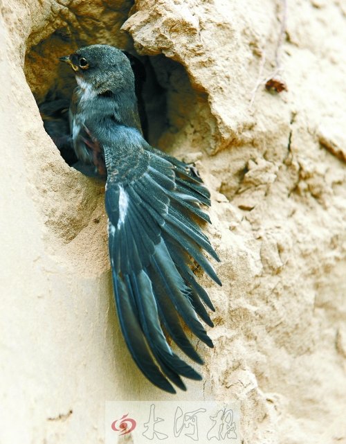 一只折翼的雏燕守着残存的巢穴惊恐不安 首席记者 杜小伟摄影