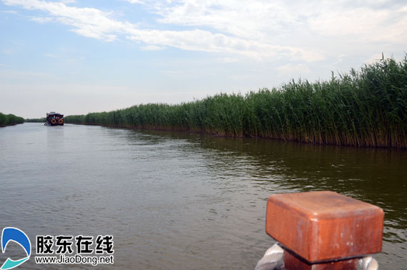 远远望去，绿苇湿地美丽如画