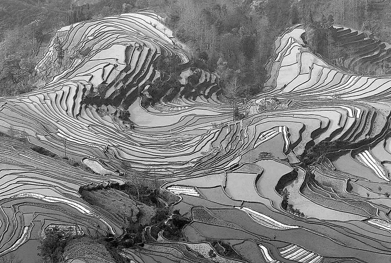 红河哈尼梯田"申遗"成功(图)