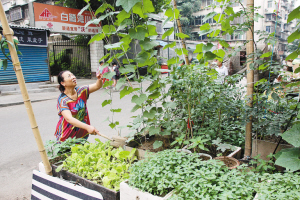 小区门口 有爿爱心菜园子(图)分享到:贾爱琴每天都会给门前的菜园子