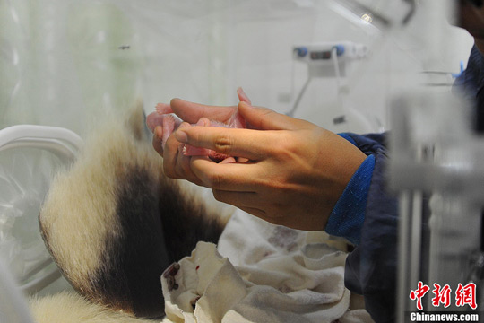 图为大熊猫“海子”的第二仔在育幼箱中。中新社发 周靖 摄