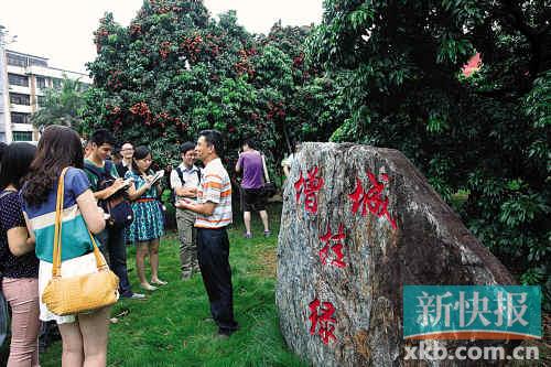 挂绿母树"守护神"张育明介绍挂绿母树护理和今年母树挂果情况.