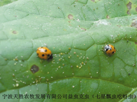 宁波天胜农场:请植物学研究生当虫虫保育员(