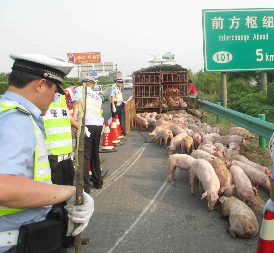 货车侧翻188头猪出逃 交警高速路赶猪(组图)2013年6月21日16时许,京台