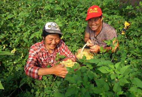 太平乡特色种植"黄菇茑"成熟上市(图)