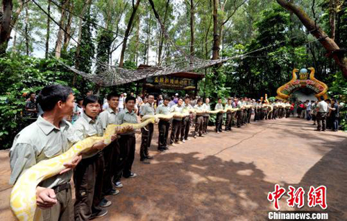 广州引进7米长黄金蟒排出史上最长蛇阵(图)