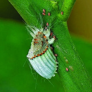 以虫治虫_《以虫治虫》阅读答案