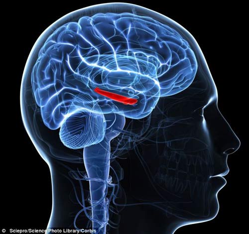 这是艺术家绘制的大脑结构图，图中红色部分是海马体，它负责掌控人类持久性记忆