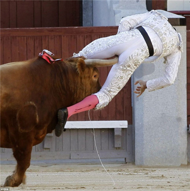 组图:致命危险!西班牙斗牛士被公牛抛向空中
