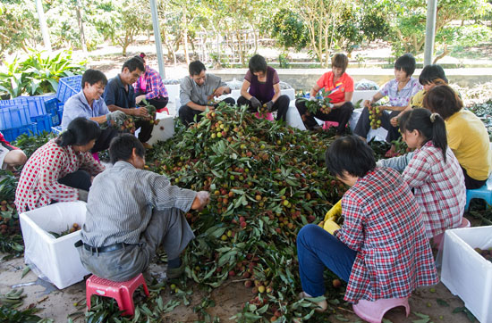 阳西县:套袋荔枝被抢订一空(1)_滚动播报_光明