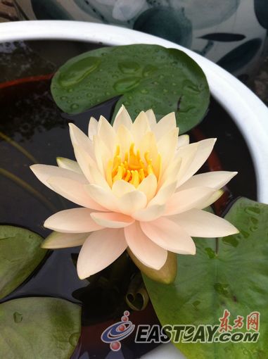 近300种莲花将集中展示