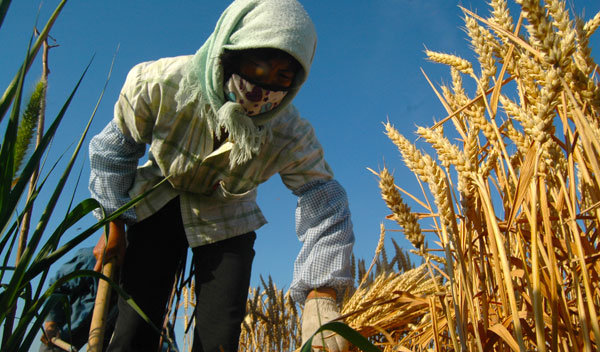 乡镇集体土地权属纠纷背后:农民抢收自种小麦