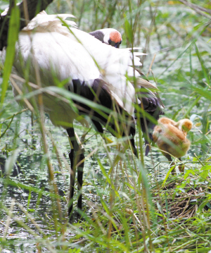 庄市动物园首次自然孵化成活两只丹顶鹤宝宝 