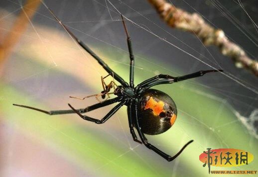 盘点动物界“同类残食者”:为交配而献身(图)(1)_科学探索_光明网