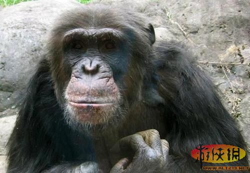 10.人类的近亲黑猩猩也很残忍