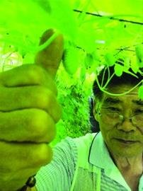 “拇指西瓜”口感带点柠檬的酸味和西瓜的甜味。 /晨报记者 宋杰
