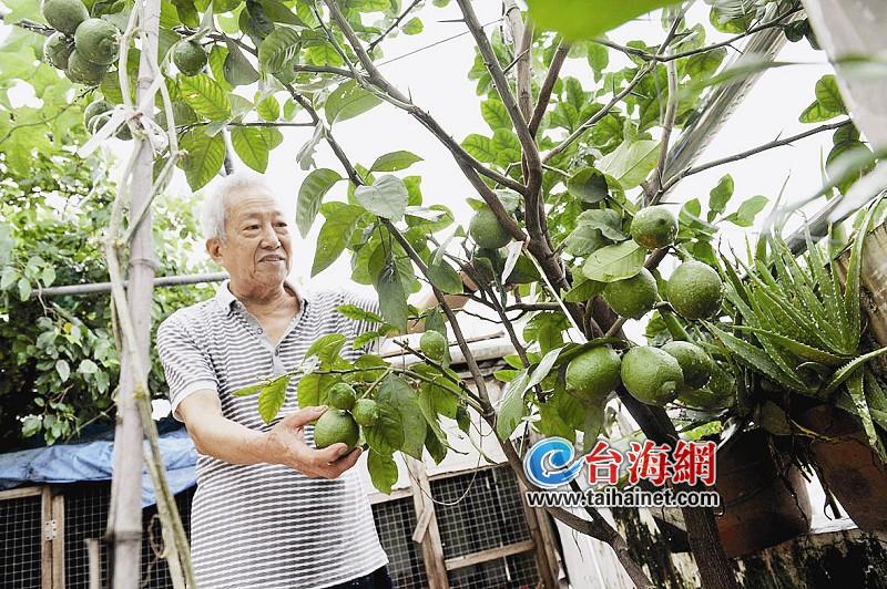 黑土地种出碗口粗果树(图)