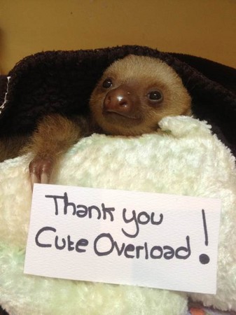 树懒宝宝感谢美国的一个宠物网站。图／The Sloth Sanctuary