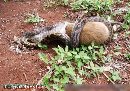 体长14米巨蟒