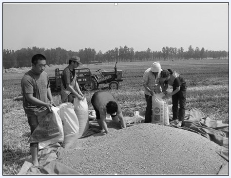 6月4日,三夏大忙,中石化商水石油分公司组织青年志愿者深入到化河乡图片