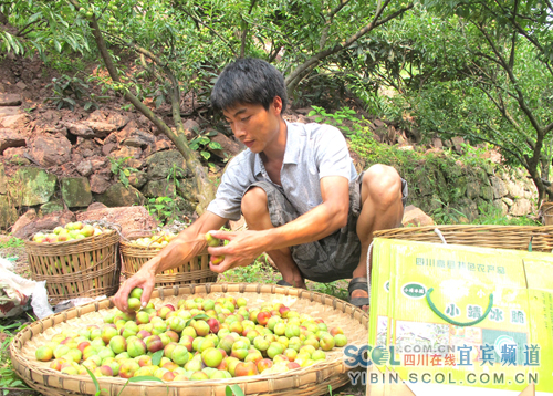 果农正在对冰脆李分级,以备装箱