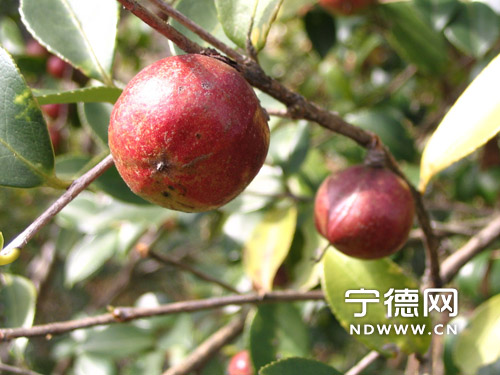 福安百年产业重振雄风 中国油茶之乡春意盎然