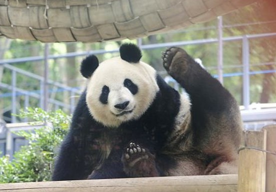 熊猫“真真”此前出现怀孕迹象。