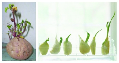 金针菇黄瓜放到冰箱里 还能自己长大?