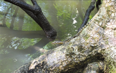 红树林中偶遇蜥蜴。