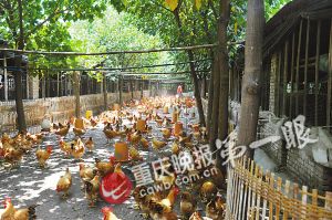 温氏市场风险金重树农户养鸡信心(图)