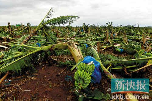 温比亚袭击湛江:万亩农田尽毁 吹歪红绿灯