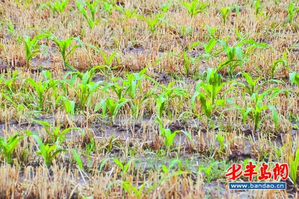 天降及时雨,解了玉米渴(图)