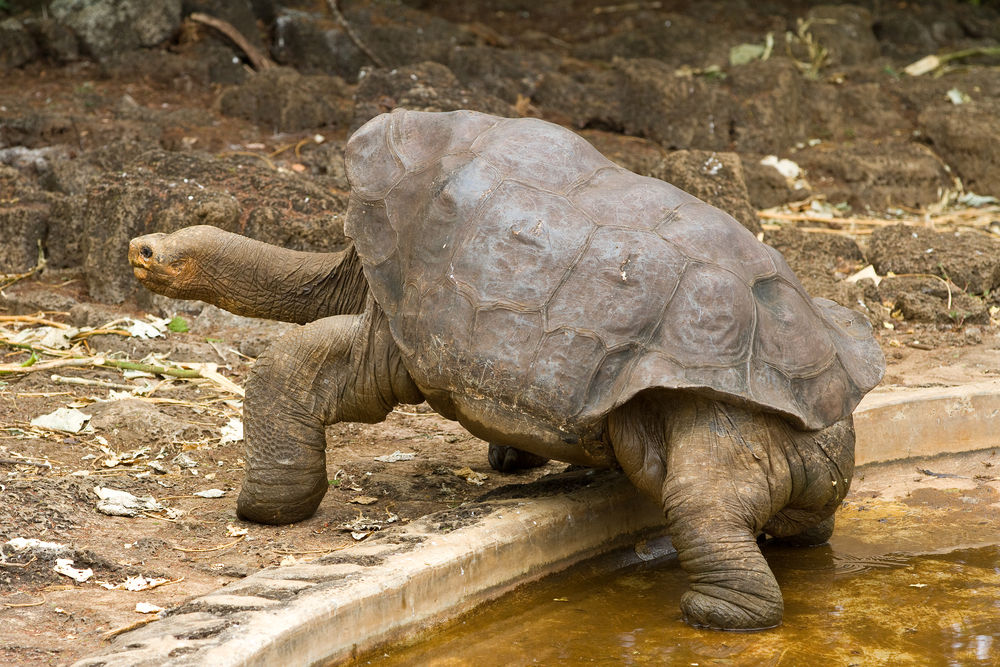加拉帕戈斯岛100岁象龟去世该物种彻底灭绝\/图-搜狐