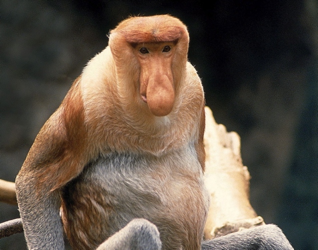 世界上最丑的20种动物盘点 长鼻猴鼻子会发声