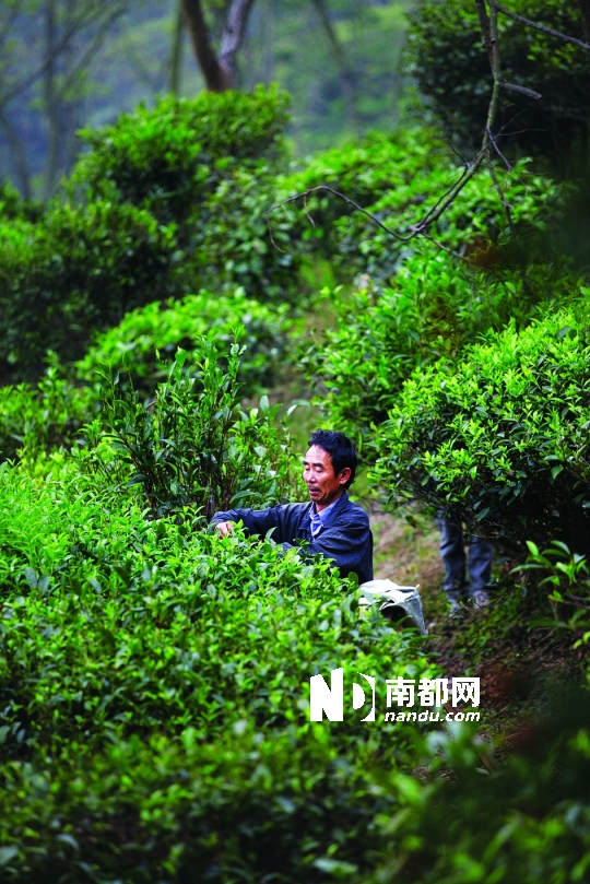 古兜山瓶南野化白云茶场荣膺十佳图