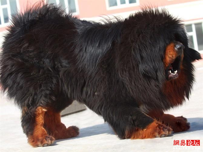 最凶猛的犬_2,世界上最凶猛的犬种 比特犬