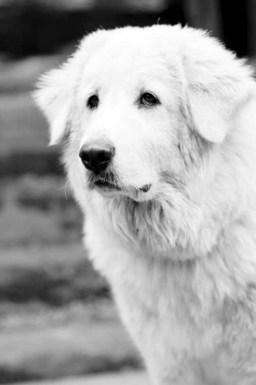 常见的四种大型犬(组图)
