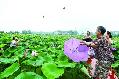 6日,新洲区李集街农民自办荷花节,万亩太空莲荷花基地引来数千人鉴赏.