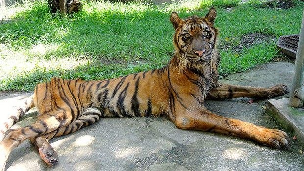 图为暴瘦到60公斤的老虎梅拉尼。