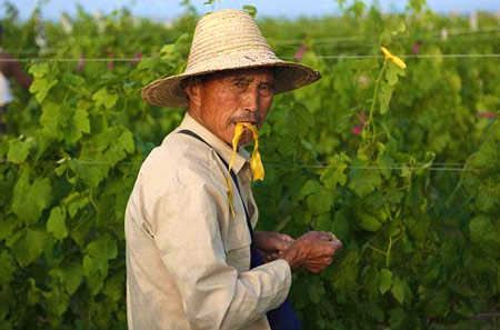 中国人与法国酒的关系:葡萄酒面前人人平等